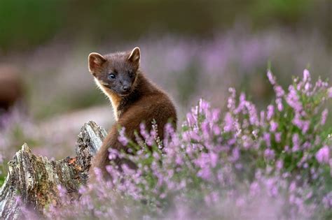 How to Photograph Wildlife in the Scottish Highlands - Nature TTL