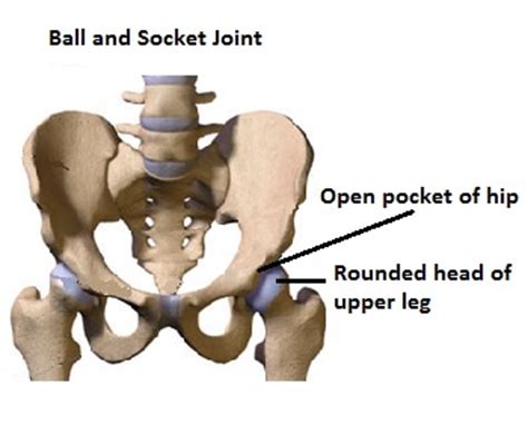 Ball And Socket Joint - astonishingceiyrs