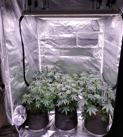 Light Bulbs For Growing Weed Indoors / Which LED Grow Lights Are Best ...