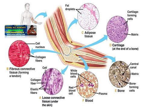 SONU ACADEMY: CONNECTIVE TISSUE-TEXT