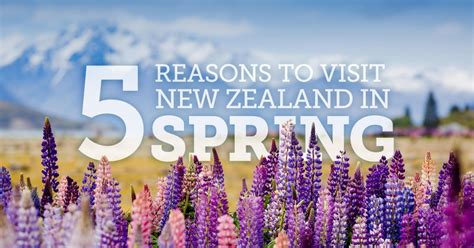 5 Reasons to Visit During Spring in New Zealand - New Zealand Trails