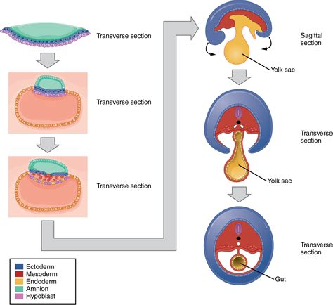 Gastrulation - Defined - StoryMD