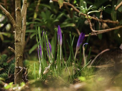 Crocus in shade of rose Photograph by Klara Hlavacova - Pixels