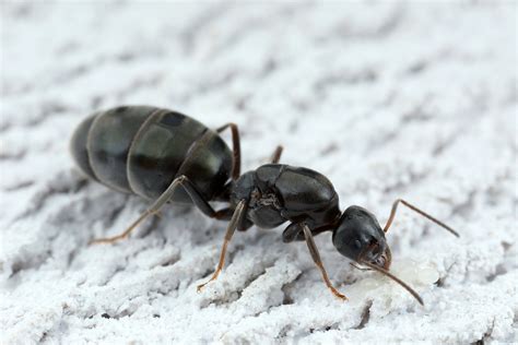 Identifying The Ants You Find This Ant Keeping Season. — Gamergate