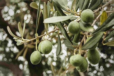 10 Varieties of Fruiting Olive Trees You Can Grow