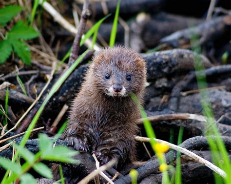 Endangered animals of Europe - European mink (Mustela lutreola) : r/europe