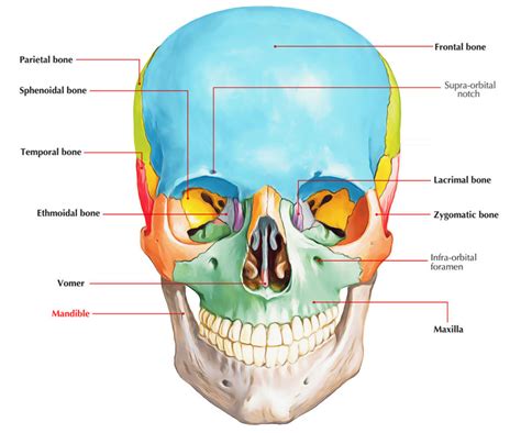 Body of Mandible – Mandibular Body – Earth's Lab