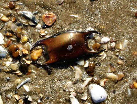 Mermaid's Purse, Stingray Egg Case, Bolivar Peninsula, Tex… | Flickr