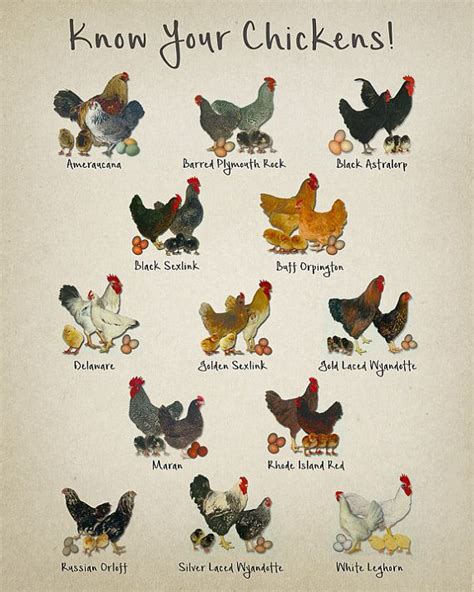 A chart showing various chicken breeds, with a vintage feel.... Please ...