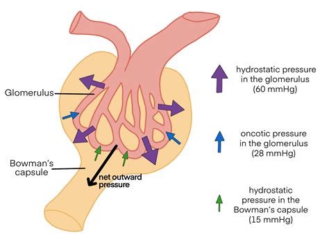 Glomerular Filtration – Human Physiology