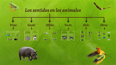 Los sentidos en los animales by clemente Garcia on Prezi