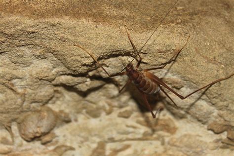 Removing Cave Crickets | Killing Cave Crickets | Doctor Pest