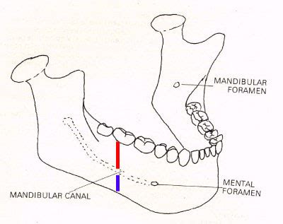 Mandibular Canal - Location, Function and Pictures