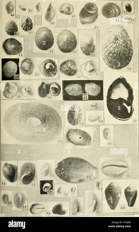 Journal of Entomology and Zoology (1917 Stock Photo - Alamy