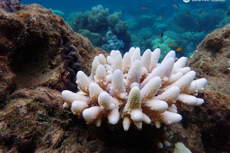 Coral bleaching returns to the Great Barrier Reef