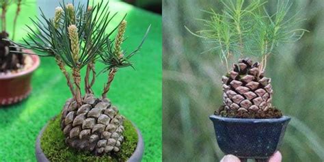 Grow An Adorable Pine Tree From A Cone In 5 Easy Steps