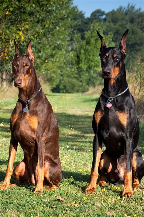 Are Dobermans The Best Guard Dogs