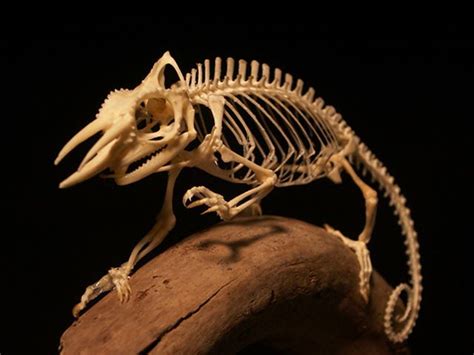 A chameleon skeleton. Wow, one of the most beautiful skeletons I have ...