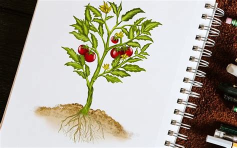 How to Draw a Plant - A Step-by-Step Plant Drawing