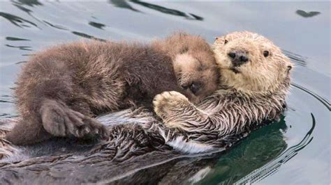 Cute Baby Sea Otters Holding Hands