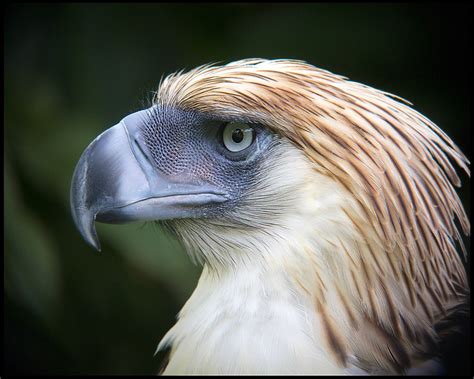 Philippine Eagle wallpapers, Animal, HQ Philippine Eagle pictures | 4K ...