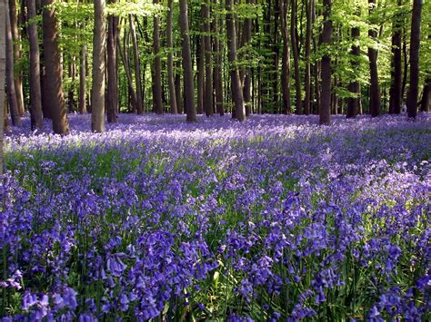 Bluebell woods in Leicestershire | Bluebells, Rutland, Leicestershire