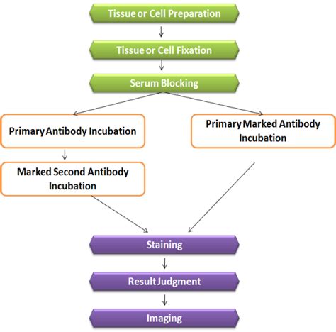 What is Immunofluorescence (IF)?