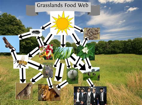 Grassland animals food chain home screen wallpaper | Zoo Animals