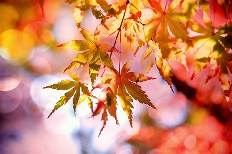 Free stock photo of autumn, autumn colours, autumn leaves