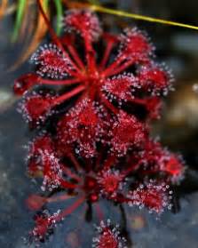 All About the Sundew Plant