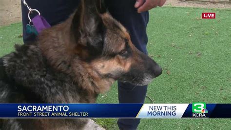 Sacramento animal shelter offers opportunity to 'rent' dogs