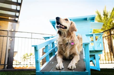 10 Pet Friendly Hotels in the US With Outstanding Facilities and Service