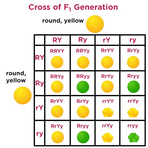 Activities Dihybrid Cross