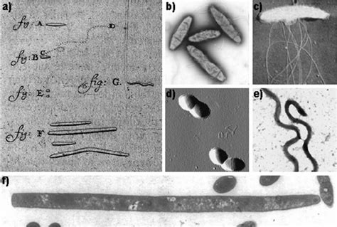 Anton Van Leeuwenhoek Cells