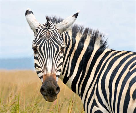 Zebra Habitat / Plains Zebra - Facts, Diet, Habitat & Pictures on ...