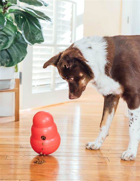 KONG Wobbler Dog Toy Review (+ How To Use It) | Bone Appetreat