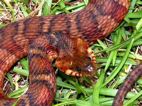 Banded Water Snake - Learn About Nature