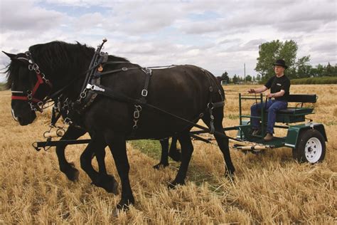 Alberta company begins manufacturing horse-drawn farm equipment - The ...