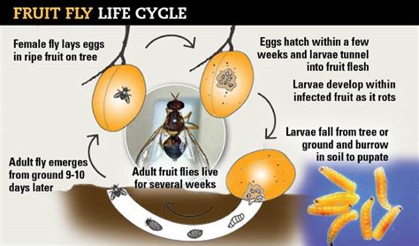 Fruit Fly Reproduction Rate