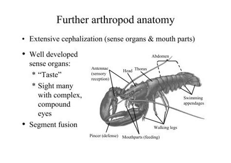 Arthropods Anatomy - Anatomy Reading Source