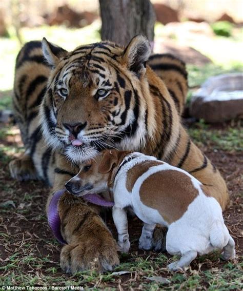 Tiger and dog | Animals friends, Animals beautiful, Unlikely animal friends