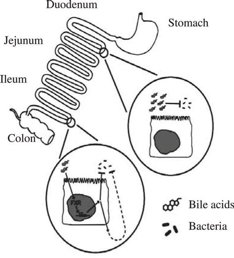 Biliary secretion and excretion in health and disease: Current concepts ...