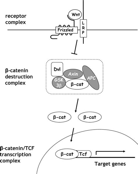 Key components of the Wnt/β-catenin signaling pathway. Proteins shaded ...