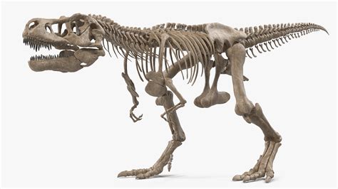 3D tyrannosaurus rex skeleton fossil - TurboSquid 1483914