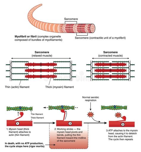 Mechanism of Muscle Contraction Stock Vector - Illustration of ...