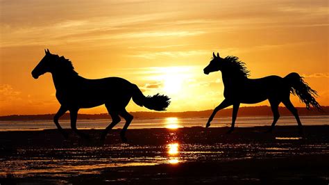 HD wallpaper: sunset, horses, wild, nature, silhouette, ocean, beach ...