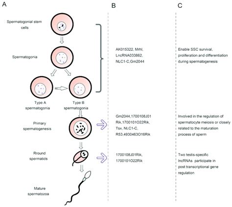 Different Stages Of Spermatogenesis