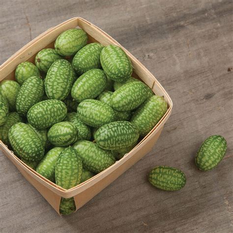 Mexican Sour Gherkin Cucumber Seeds – Bethrat AlHayat