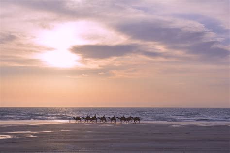 Camels at Cable Beach Broome | Woody World Packer