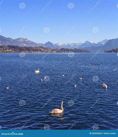 Lake Lucerne stock photo. Image of peak, europe, landscape - 36442634